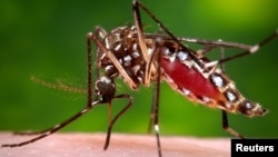 FILE - A photo provided by the Centers for Disease Control and Prevention shows a female Aedes aegypti mosquito acquiring a blood meal from a human host. 