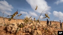 In this photo taken Feb. 5, 2020, young desert locusts are in the desert near Garowe, in the semi-autonomous Puntland region of Somalia.