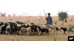 FILE - Nomadic Fulani herder grazes his sheep on parched land around Gadabeji, Niger, May 11, 2010. Technological advances now allow the region's semi-nomadic people to produce and share locally-specific, real-time weather forecasts. 