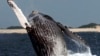 Australia Urges UN Court to Ban Japan Whale Hunt