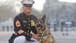 รู้จัก 'Lucca' สุนัขทหารผ่านศึกผู้เสียสละ