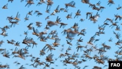  Betroka Region, Southern Madagascar - A dense swarm of locusts as seen during spraying operations, May 29, 2011. ©FAO/Yasuyoshi Chiba
