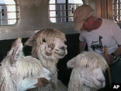 Breeder Jim Barker had never heard of alpacas when his wife first learned about them 15 years ago.