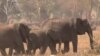 Kenya Counts Elephants From the Air