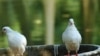 Vietnamese Peace Pigeons Appearing on Dinner Tables