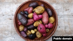 A fingerling potato is a small, narrow potato typically ranging in length from five to 13 centimeters.