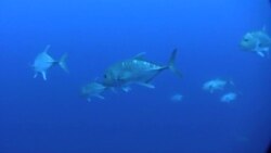 World’s Seas Getting Better Protection