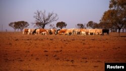 The remaining cattle on farmer May McKeown's drought-affected property, located on the outskirts of the northwestern New South Wales town of Walgett in Australia, eat hay, July 20, 2018.