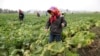 FILE - North Korean farmers spray fertilizer on cabbage crops at the Chilgol vegetable farm on the outskirts of Pyongyang, Oct. 24, 2014. in North Korea.