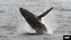 A humpback whale jumps out of the water in the western Antarctic peninsula, on March 5, 2016. 