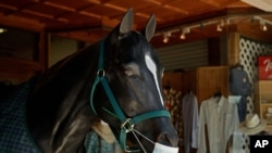 A faux horse wears a mask at the storefront entrance of Christesen's Western Wear clothing shop on July 14, 2020, in Pleasanton, Calif.
