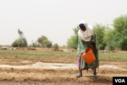 A woman waters her crops in the village of Woudourou, in the Matam region of Senegal, May 17, 2017. (S. Christensen/VOA)