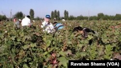 Tojikiston ahli ham paxtazorda, fotolavha