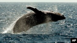 A humpback whale jumps out of the water off the coast of Lahaina on the island of Maui in Hawaii. (AP Photo/Reed Saxon, file) 
