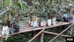 Sejumlah bibit tanaman yang akan disebar di lokasi hutan yang gundul di lereng Bromo (Foto: VOA/Petrus).