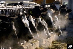 FILE - A line of Holstein dairy cows feed through a fence at a dairy farm in Idaho on March 11, 2009. (AP Photo/Charlie Litchfield, File)