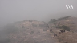 Що роблять бізони на острові Санта-Каталіна та до чого тут Голлівуд. Відео