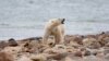 FILE - A male polar bear walks along the shore of Hudson Bay near Churchill, Manitoba, Aug. 23, 2010. 