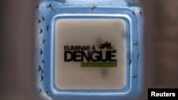 ARSIP – Nyamuk Aedes aegypti dengan bakteri Wolbachia yang bisa memblokir demam berdarah tampak dalam wadah sebelum dilepaskan di kawasan Tubiacanga di Rio de Janeiro (foto: REUTERS/Pilar Olivares)