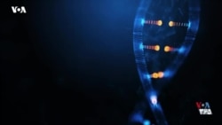 VOA Tek - سرطان و ژن برَکا