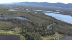 Online Watchdog Allows for Real-Time Forest Protection