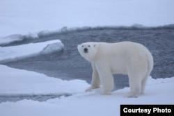 FILE - A young polar bear walks on ice over deep waters of the Arctic Ocean. (Credit: Shawn Harper)