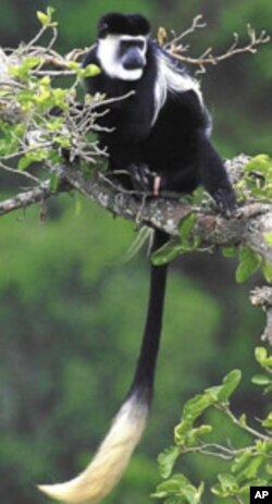 Rising Temperatures Puts Some African Primates at Risk of Extinction, says Study