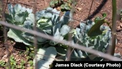 Some of Roberts's huge organic cabbages.