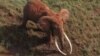 Iconic Kenya Elephant Slain for Ivory Tusks