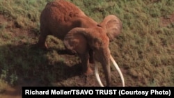 Satao, one of the largest elephants in Africa, was killed by poachers for his ivory tusks late last month.