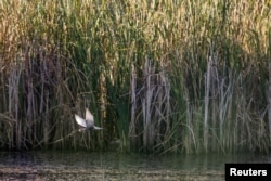 A whiskered tern (Chlidonias hybrida) flies off after catching a frog on one of the lakes inside Vacaresti wetlands, in Bucharest, Romania, July 23, 2016.