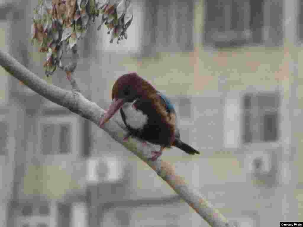 Kingfisher at Gazelle Valley Park, Jerusalem. (Uri Shamir)