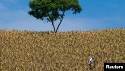 FILE - A farmer works in a cornfield in Santa Ana, El Salvador.