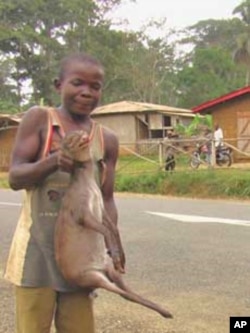 Boy holds an antelope in Bertuoua, southeastern Cameroon