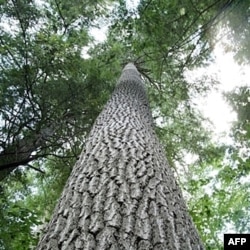 O'rmonlarning kamayishiga qarshi harakatlar avjida