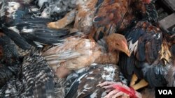 Chickens trussed and ready for sale at Chhbar Ampov market in Phnom Penh. (Robert Carmichael/VOA)
