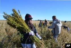 In this Oct. 5, 2013 photo, volunteers harvest hemp at a farm in Springfield, Colo. during the first known harvest of industrial hemp in the U.S. since the 1950s.