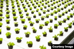 "Bowery Farm" xo'jaligi gidroponikaga asoslangan, Nyu-Jersi shtati