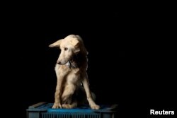 Gusaniao (wormy) was left almost dead in a box outside the shelter a week before being photographed. "He was full of worms, literally, eating him alive, but after a week of medication and care, he finally started to eat well and is recovering," said Maria Silva.