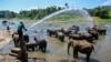 Sri Lanka's first elephant orphanage marks golden jubilee 