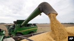 印第安纳州布朗斯堡，麦克·斯塔基正从他的联合收割机上卸下大豆（2018年9月21日）。