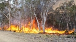 FILE - Trees are engulfed in flames as a bushfire spreads in Adaminaby, New South Wales, Australia, Jan. 9, 2020, in this still image from a video obtained from Ingleside Rural Fire Service.
