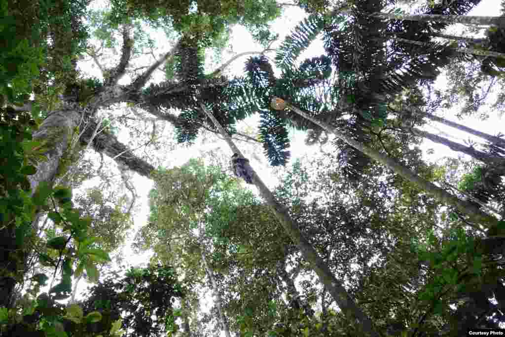 A Carnegie Institution tree climber high in the canopy. (Greg Asner)