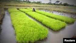 FILE - A man works in a rice field in Nanan, Yamoussoukro, Ivory Coast, Sept. 27, 2014. 