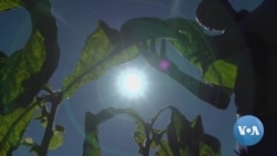 Zimbabwe Sees Tobacco Future Despite Anti-Smoking Campaigns 