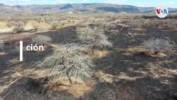 Costo de la migración desde Triángulo Norte de Centroamérica