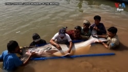 អាស៊ីខនន័រ Asia Corner៖ កម្ពុជា​រក​ឃើញ​ត្រីរាជ ៦ ក្បាល​ដែល​ជិត​ផុត​ពូជ​នៅ​ទន្លេ​មេគង្គ