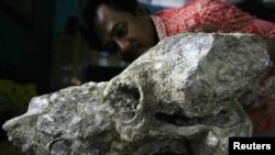 Kepala desa Karyanto membersihkan fosil kepala gajah (Stegadon Trigono Chevalus) di Bojonegoro (Foto:dok). Para ilmuwan Spanyol baru-baru ini menemukan bukti baru yang menunjukkan perilaku manusia purba Madrid dan kegemaran mereka makan daging gajah.