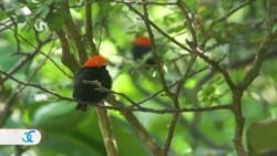 Zoocriaderos: santuarios de conservación de especies en extinción en Panamá