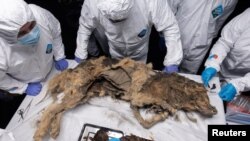 นักวิทยาศาสตร์รัสเซียทำการชันสูตรสุนัขป่าจากร่างที่ถูกแช่แข็งในดินมายาวนาน 44,000 ปี บริเวณเขตห่างไกลทางตะวันออกเฉียงเหนือ